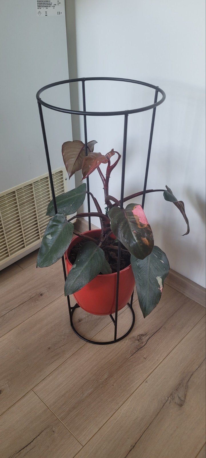 gezond plant met pot, Ophalen