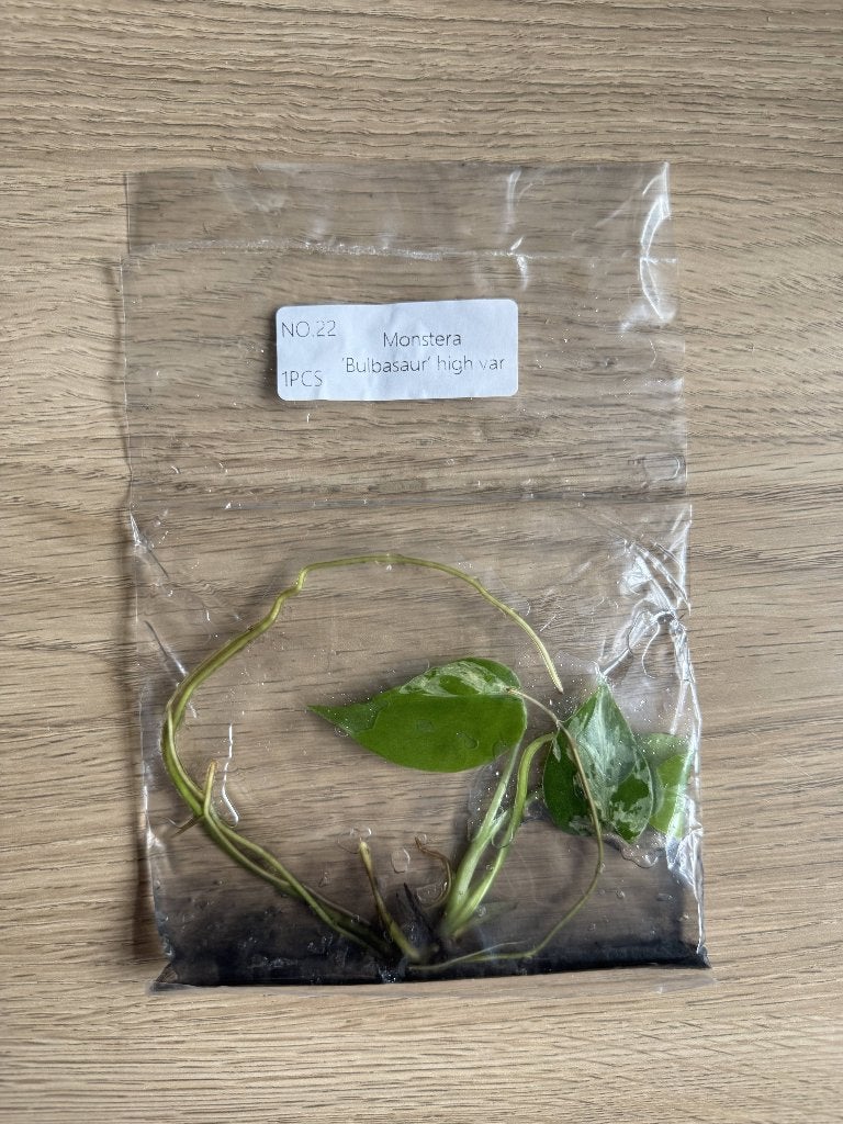 Monstera Bulbasaur High Var - Tissue Culture Plant (TC), Verzenden, Overige soorten, Halfschaduw, Minder dan 100 cm
