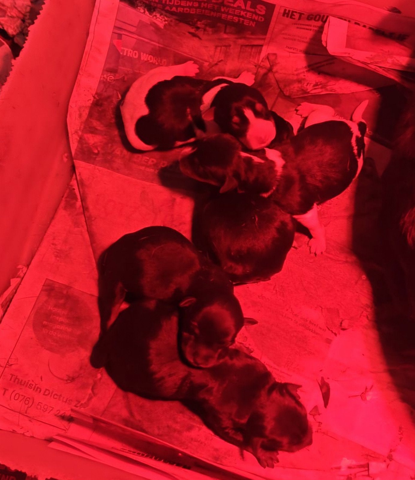 Nest boerenfoxpups boerenfoxpuppies driekleur black en tan, 8 tot 15 weken, Parvo, Meerdere, Meerdere dieren
