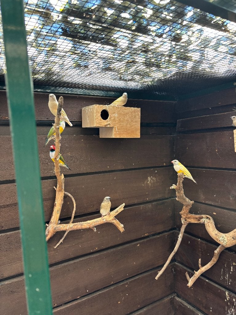 Gouldamadines, Dieren en Toebehoren, Vogels | Overige Vogels, Meerdere dieren, Tropenvogel