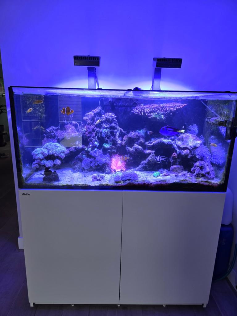 Prachtige overcompleet zeeaquarium Red Sea XL 425L, Ophalen, Inclusief vissen, Zo goed als nieuw, Gevuld zeewateraquarium