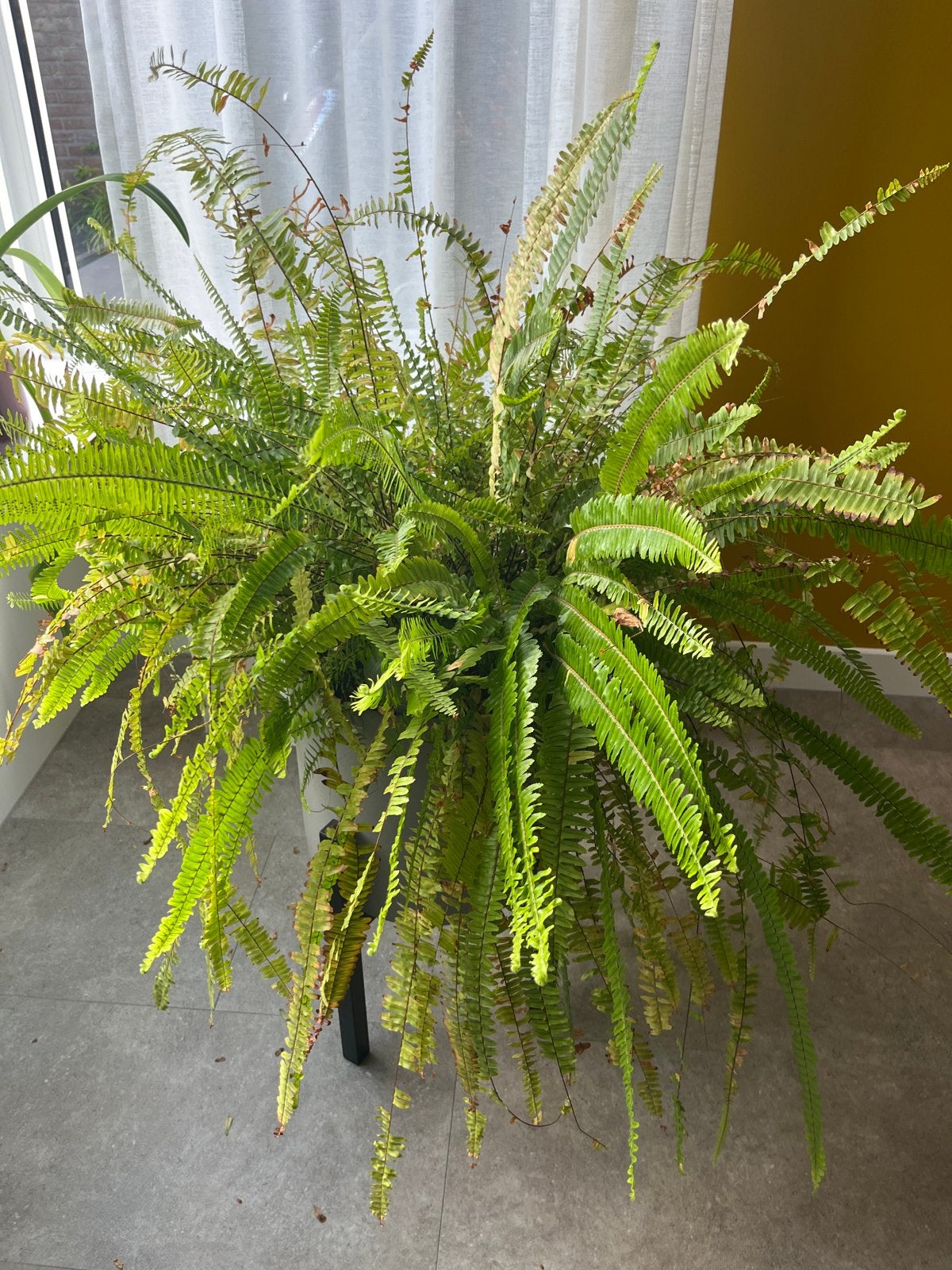 Grote plant - Varen, Huis en Inrichting, Kamerplanten, 100 tot 150 cm, Overige soorten, In pot, Groene kamerplant