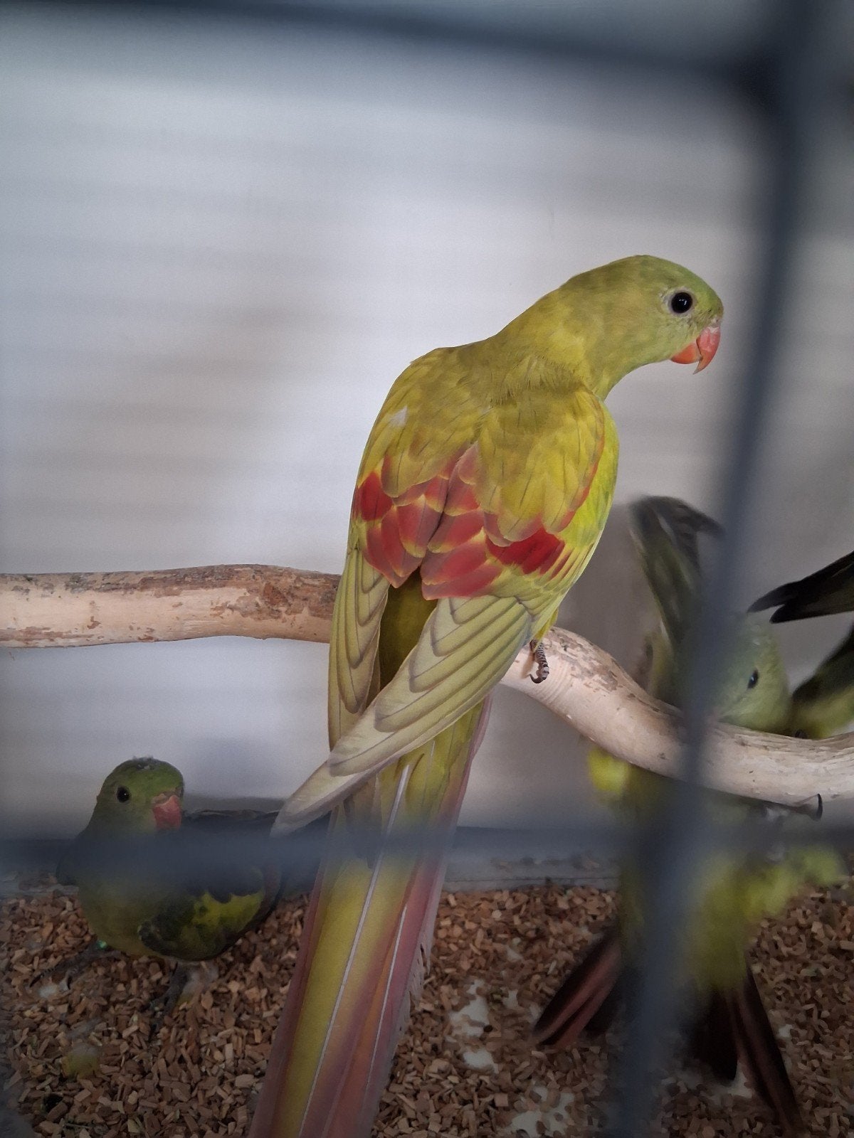 4 jonge bergparkieten pastel, Dieren en Toebehoren, Geslacht onbekend, Parkiet