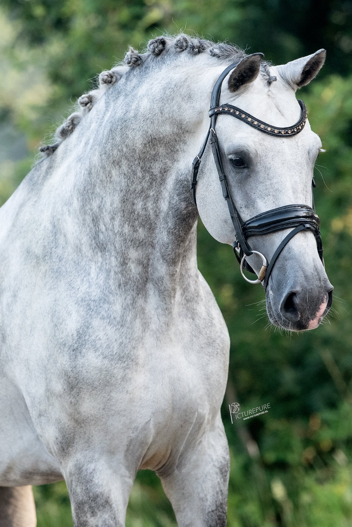 Meerdere fijne dressuur paarden te koop, Ruin, Dressuurpaard, Zadelmak, 3 tot 6 jaar