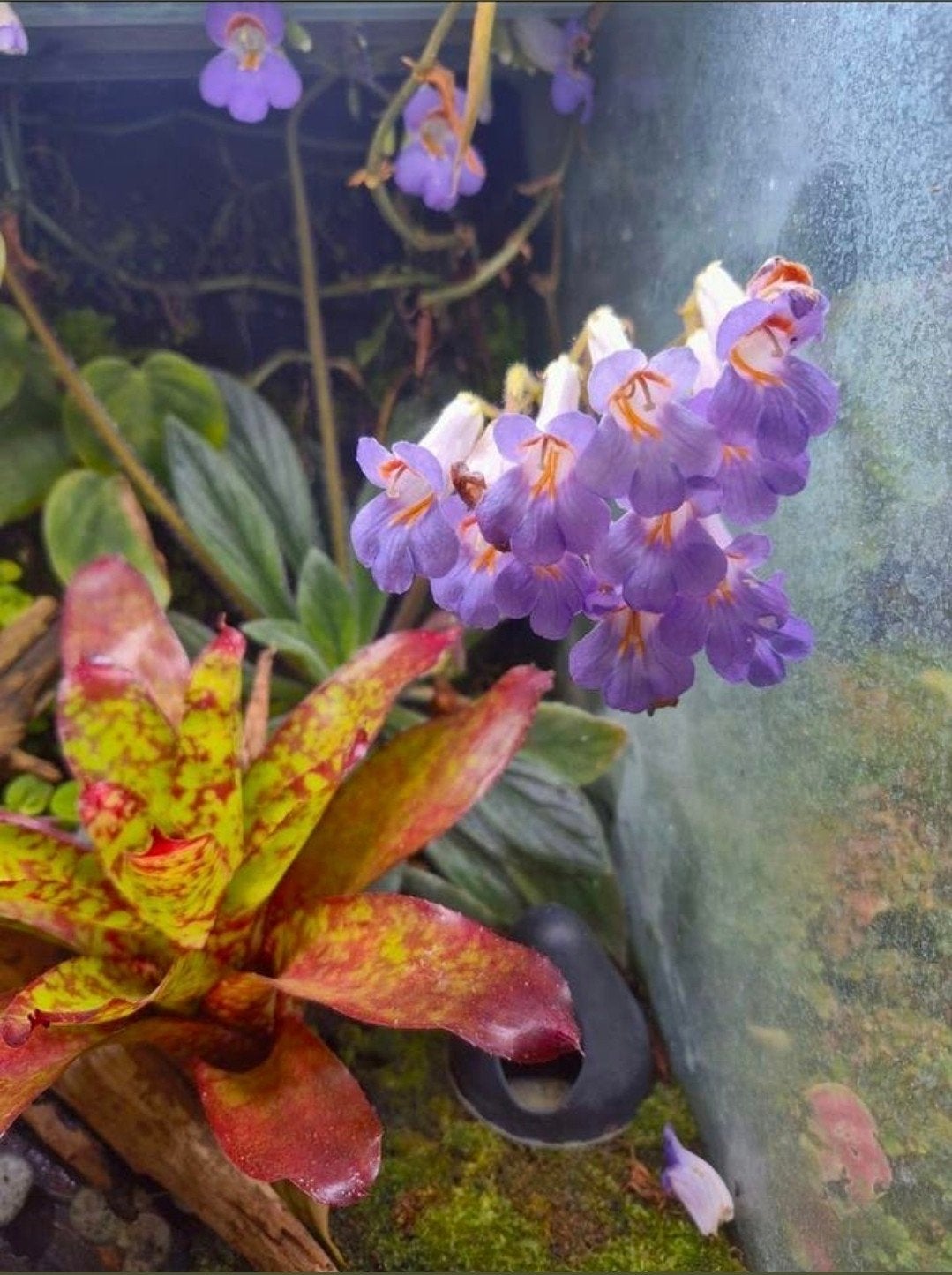 Paludarium Plantenmix - Bloeiers & Zeldzaam (uit 30+ bakken), Ophalen of Verzenden, Nieuw, Tak, Plant, Rots of Steen