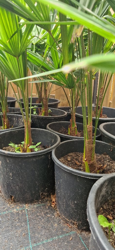 Foto 15 van Trachycarpus Fortunei    AANBIEDING