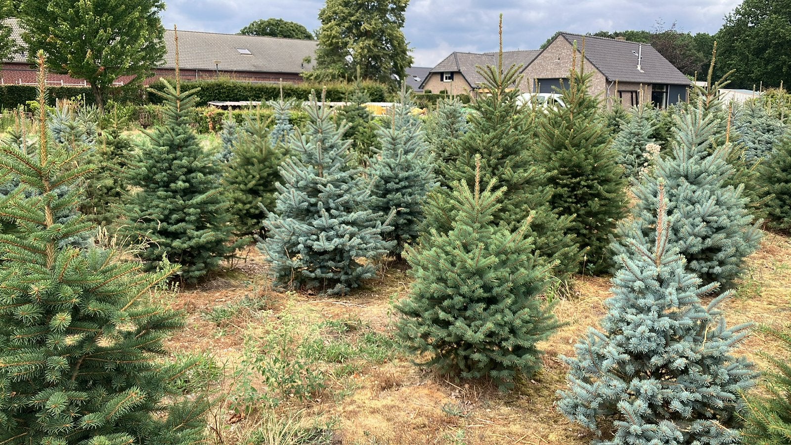 Kerstbomen glauca ( blauwspar), Tuin en Terras, Planten | Bomen, Ophalen of Verzenden, Overige soorten, 100 tot 250 cm
