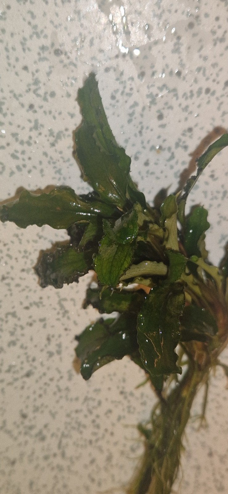 Bucephalandra wavy leaf stekken aangeboden, Ophalen of Verzenden, Nieuw, Plant(en), Steen of Hout