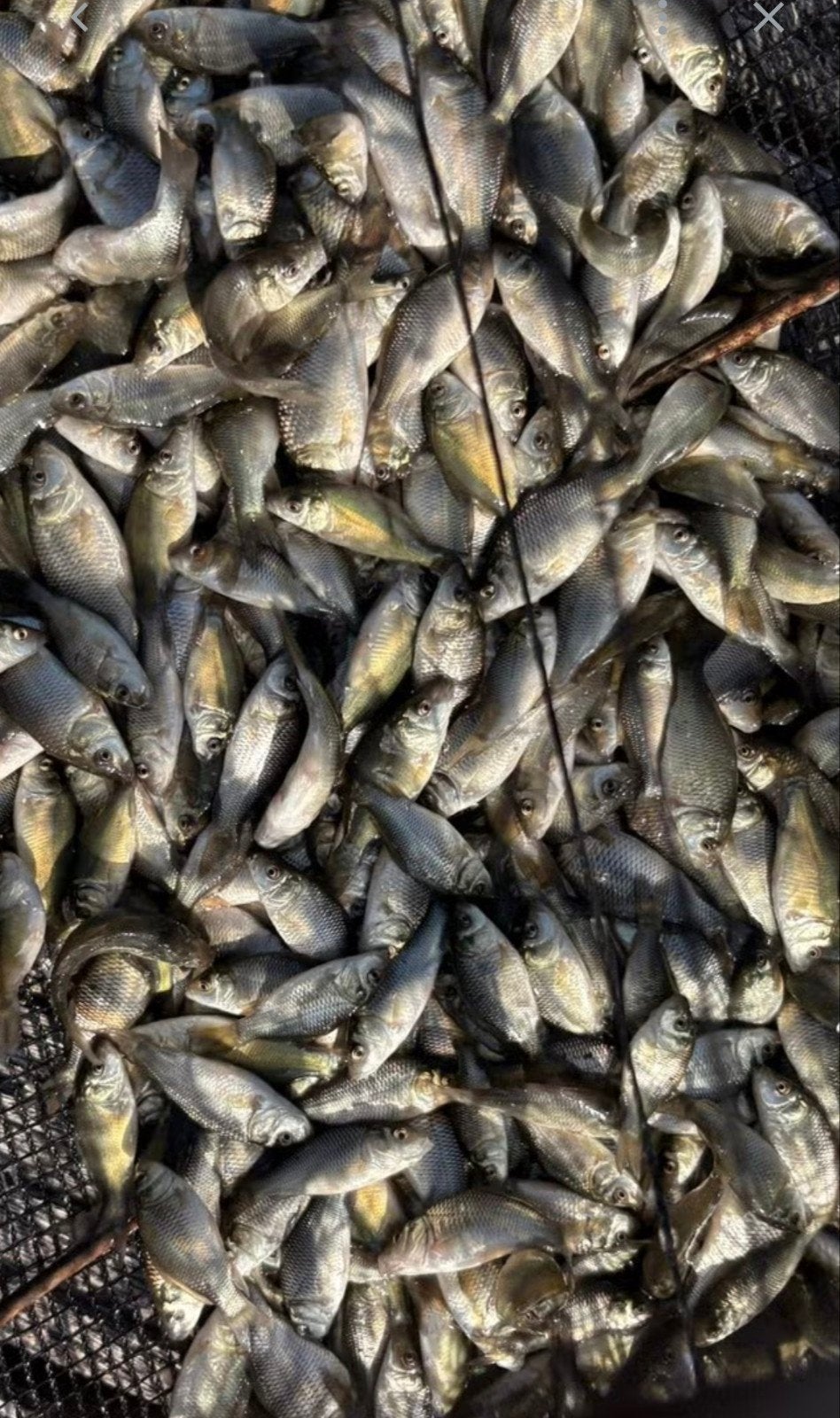 jong broed karper, Dieren en Toebehoren, Karper of Koi