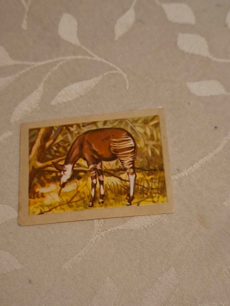 Prentje/Chromo : De okapi / Chocolade Jacques, Verzamelen, Natuur, Gebruikt, Verzenden, 1940 tot 1960
