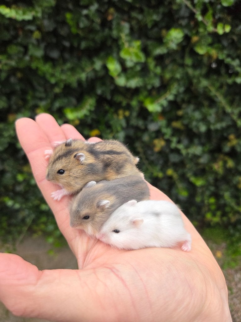Tamme jonge dwerghamsters (evt compleet met alle spullen), Dieren en Toebehoren, Hamster, Meerdere dieren, Tam, September