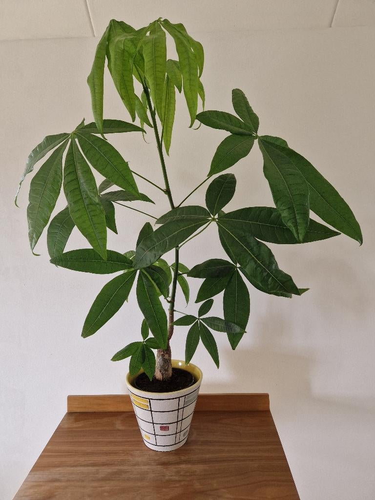 Pachira - geldboom, Huis en Inrichting, Kamerplanten, Overige soorten, Minder dan 100 cm, Groene kamerplant, Halfschaduw, Ophalen