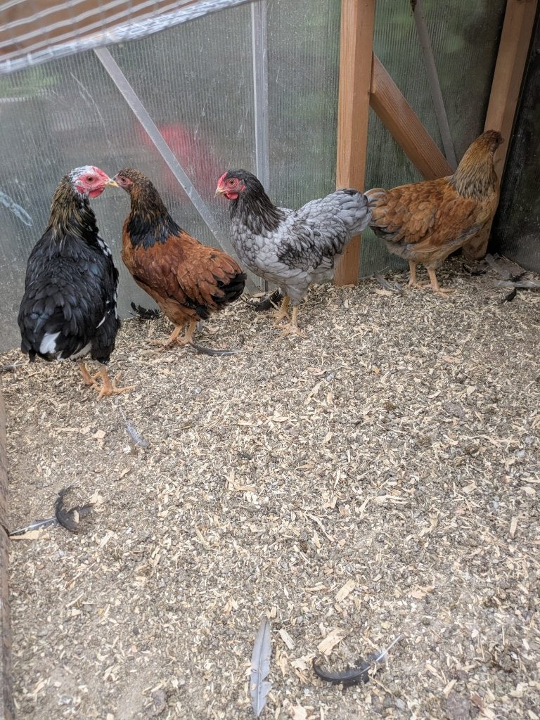 Wyandotte kriel haantjes, Mannelijk, Kip