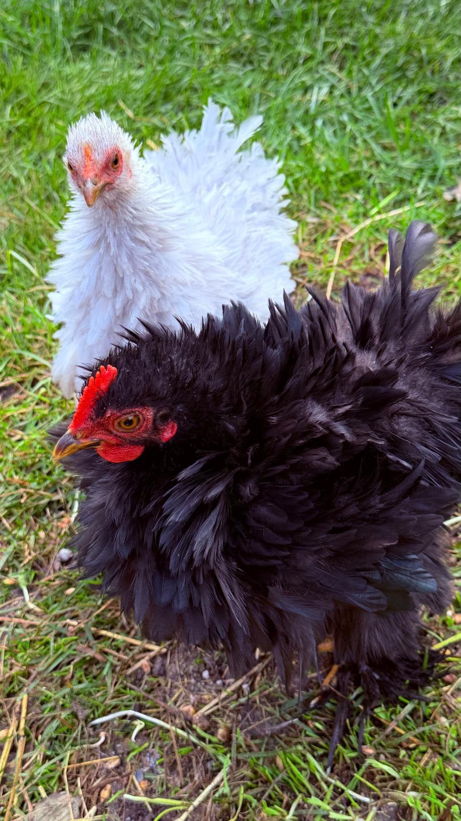 Zeer tam Frizzle koppel, Dieren en Toebehoren, Meerdere dieren, Kip
