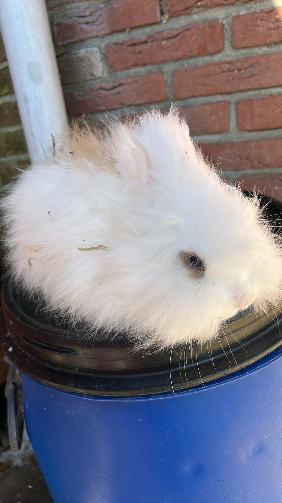 Engelse angora konijnen, Meerdere dieren, Middelgroot, 0 tot 2 jaar