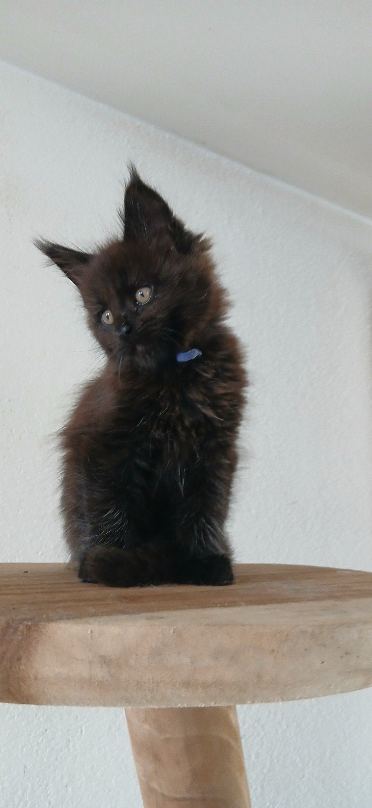 Laatste maine coon kitten met stamboom, Kater, Met stamboom, 0 tot 2 jaar