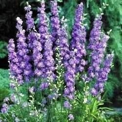 Zaden Delphinium consolida Lilac spire, Tuin en Terras, Verzenden, Volle zon
