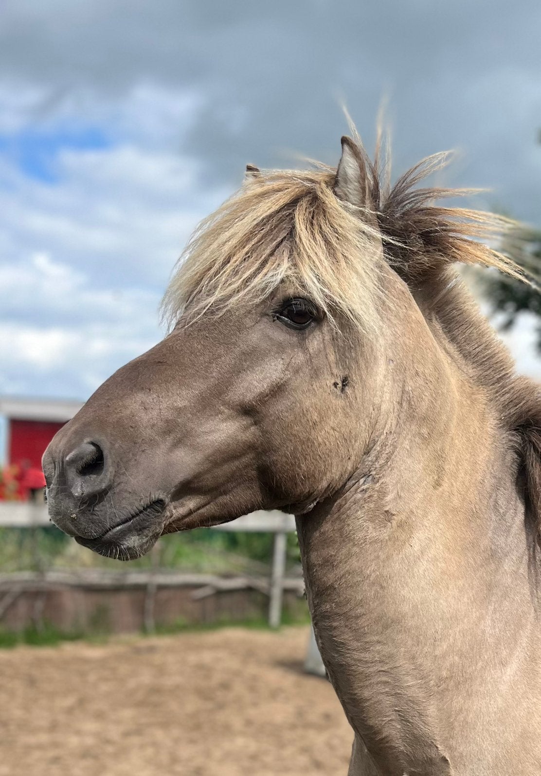 Diverse ponys te koop. Ijslander en kruisingen gangenpaard, Dieren en Toebehoren, Minder dan 160 cm, Met stamboom, 3 tot 6 jaar