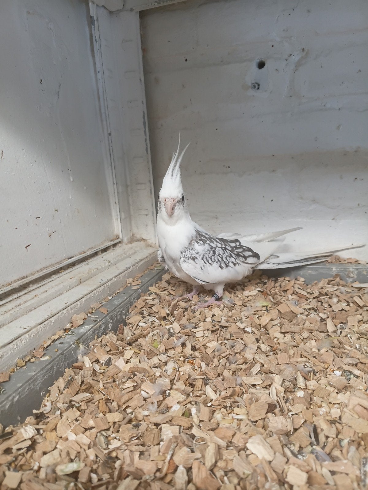 Valkparkiet, Meerdere dieren, Parkiet