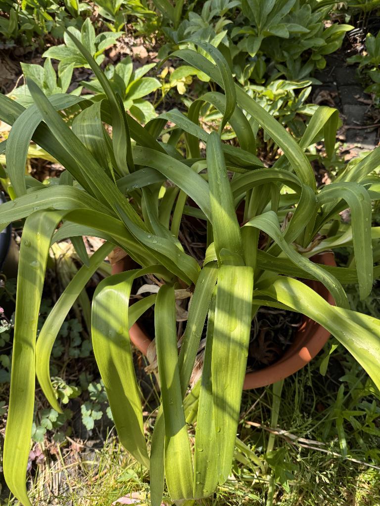 agapanthus, Volle zon, Vaste plant, Zomer, Ophalen