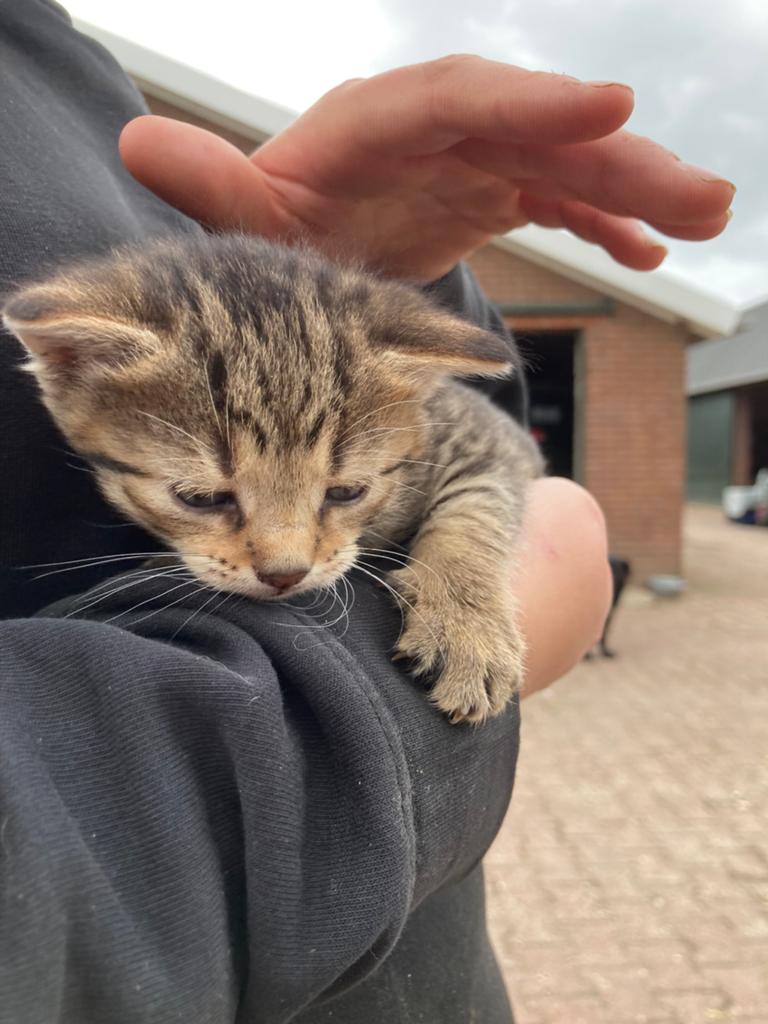 Kittens 22 april geboren, Dieren en Toebehoren, Meerdere dieren