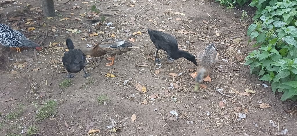 4 Loopeenden mannetjes  woerden gratis, Meerdere dieren, Eend