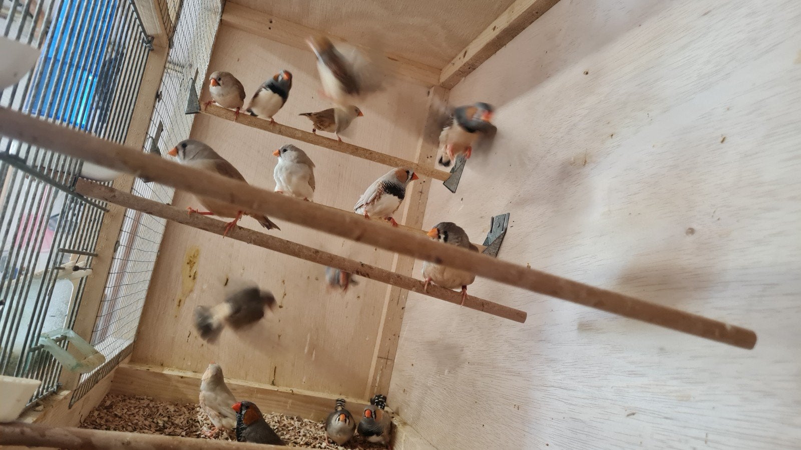 te koop zebravinken., Meerdere dieren, Tropenvogel