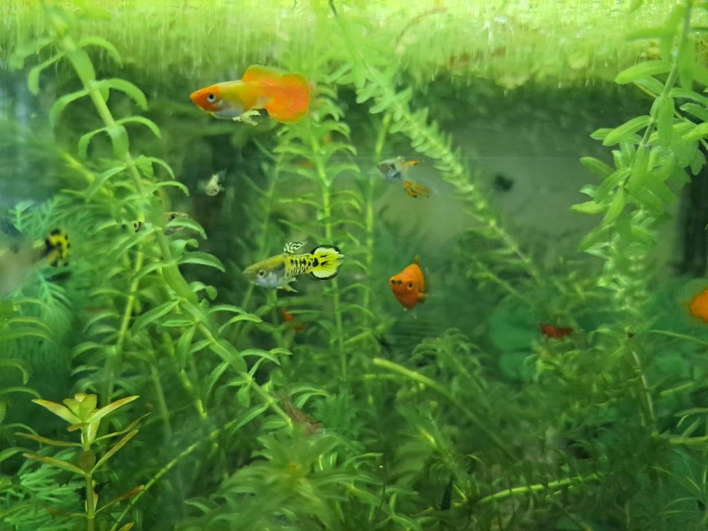 ALLES TE KOOP BEHALVE AQUARIUM, Vis, Zoetwatervis, Schoolvis