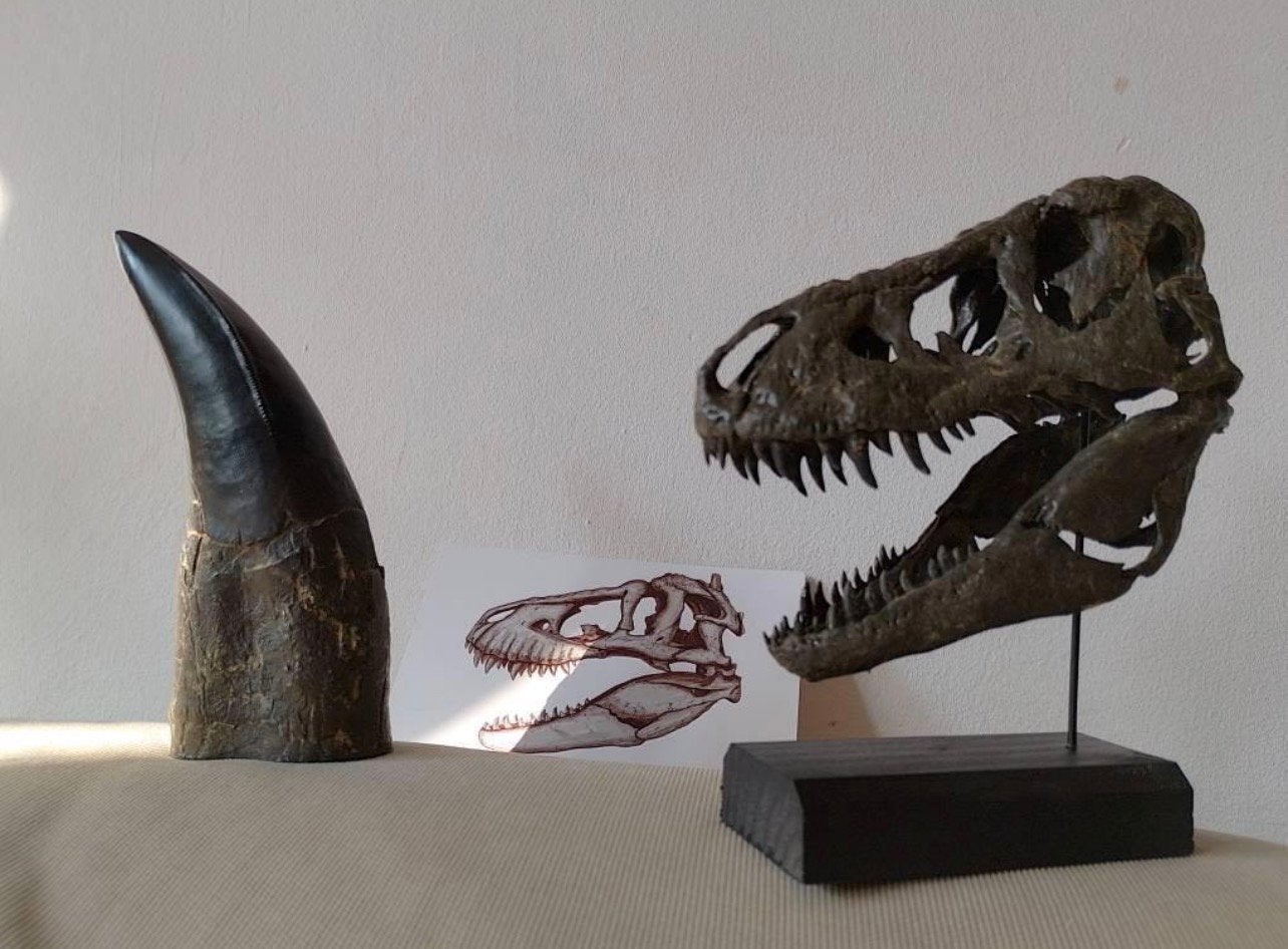 Tyrannosaurus Rex tand Realistische replica op ware grootte, Ophalen of Verzenden, Nieuw, Overige typen