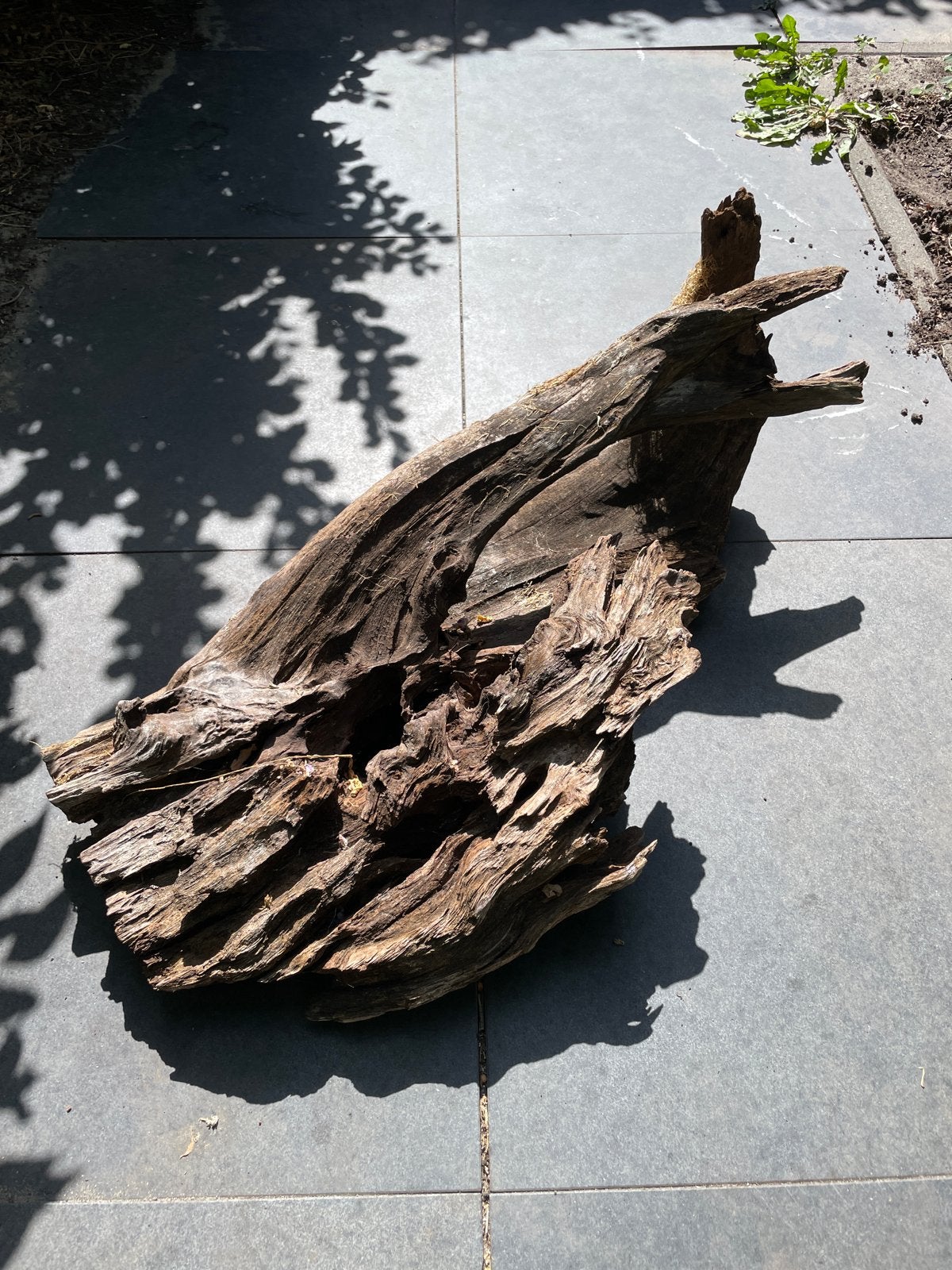 Mooi groot stuk aquarium hout, Ophalen, Zo goed als nieuw, Plant(en), Steen of Hout