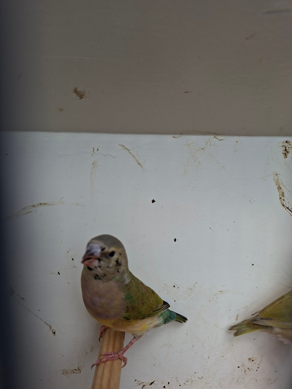 gouldamedine pop, Dieren en Toebehoren, Vrouwelijk, Tam