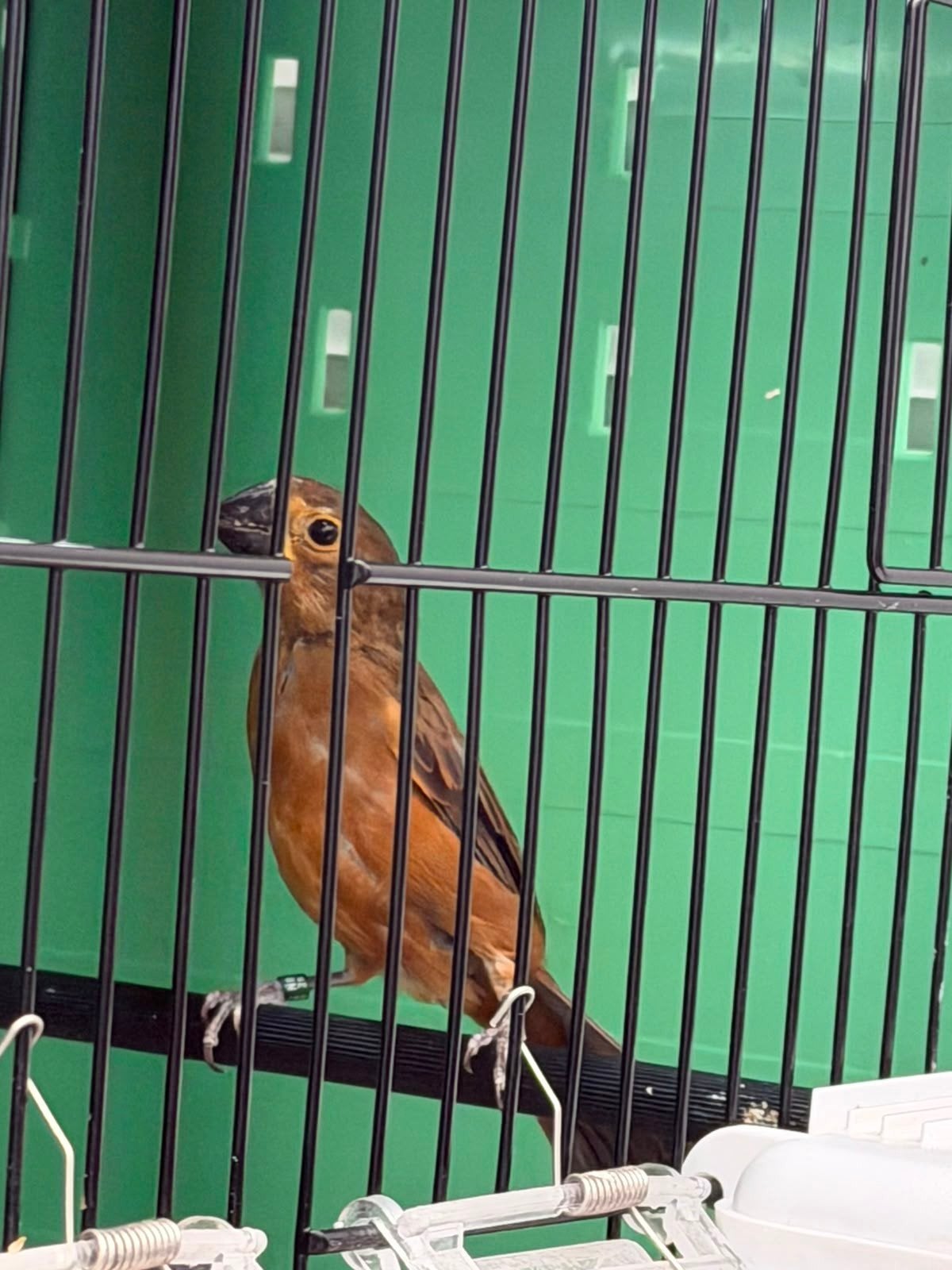 Twatwa jongman 1-0 geringd met DNA 2026, Dieren en Toebehoren, Mannelijk, Geringd