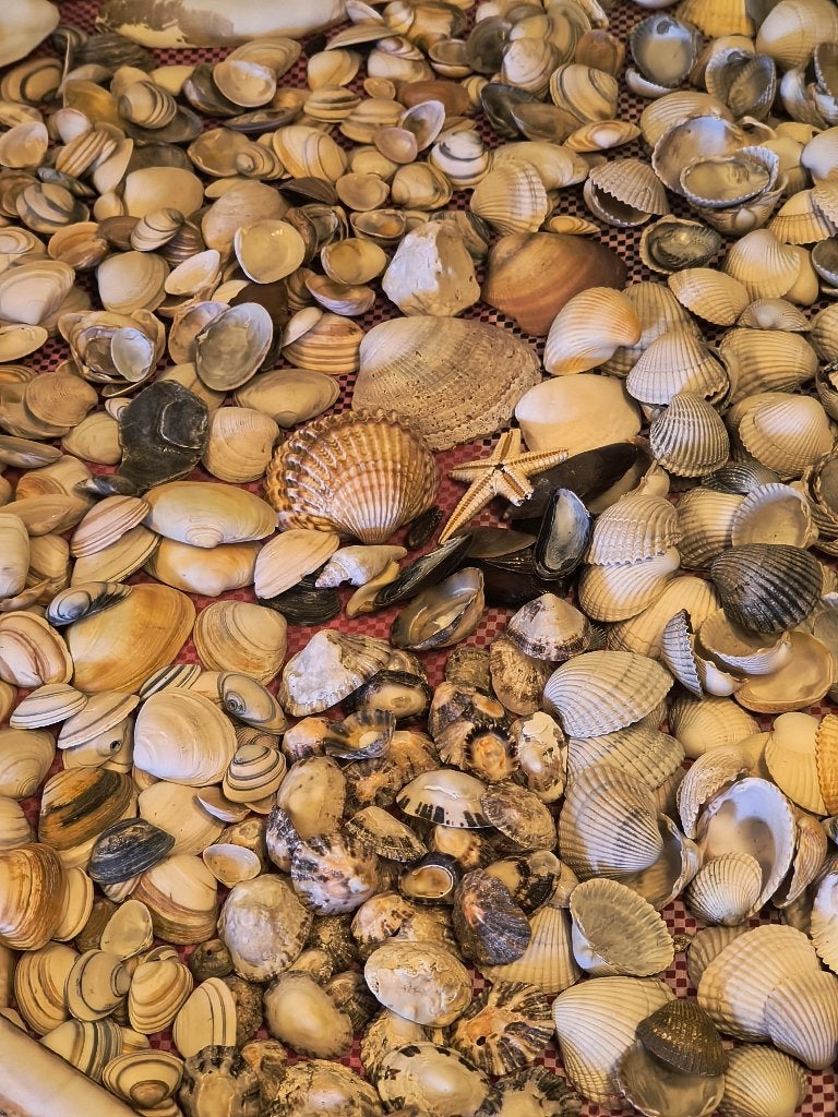 1,3 kg schelpen, Verzamelen, Ophalen of Verzenden, Schelp(en)