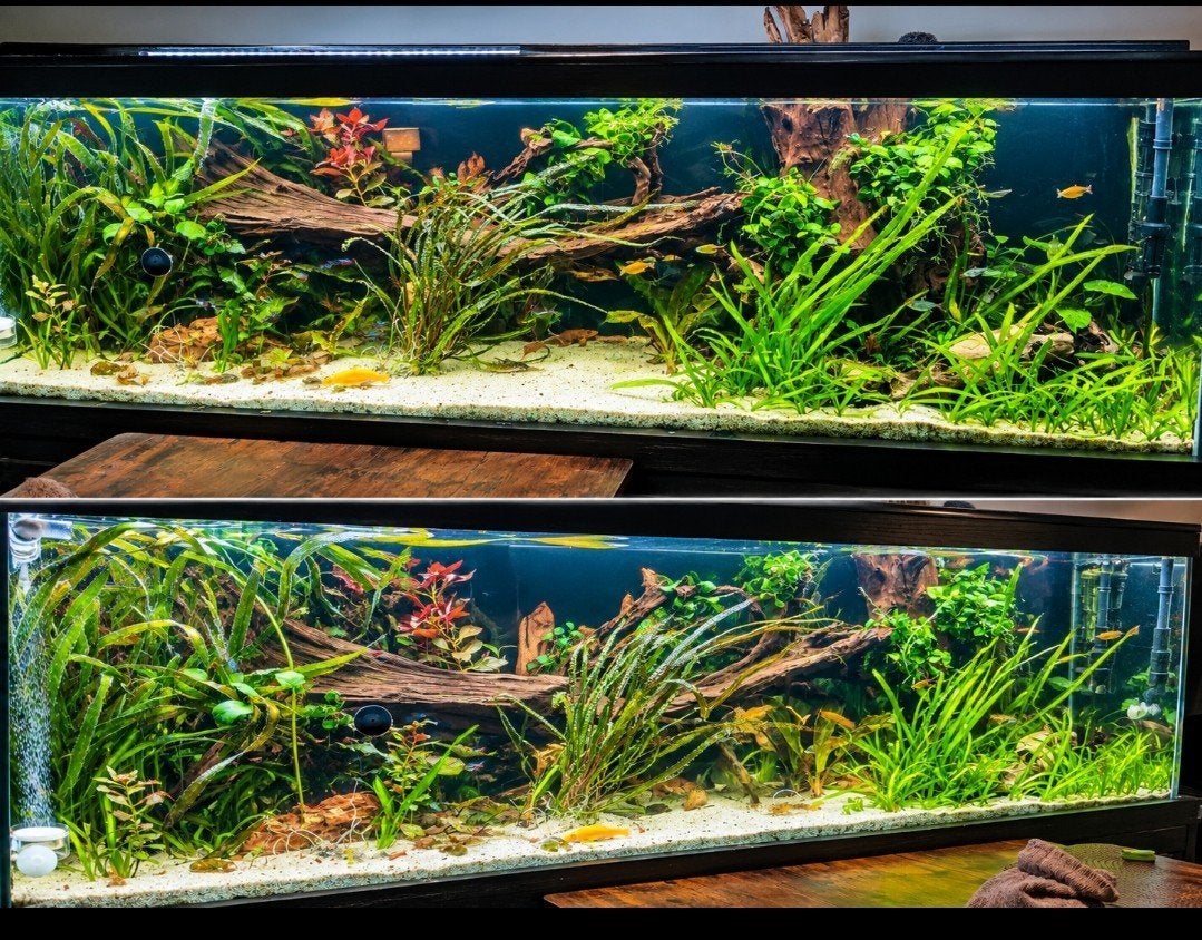 aquarium 160cm, Ophalen of Verzenden