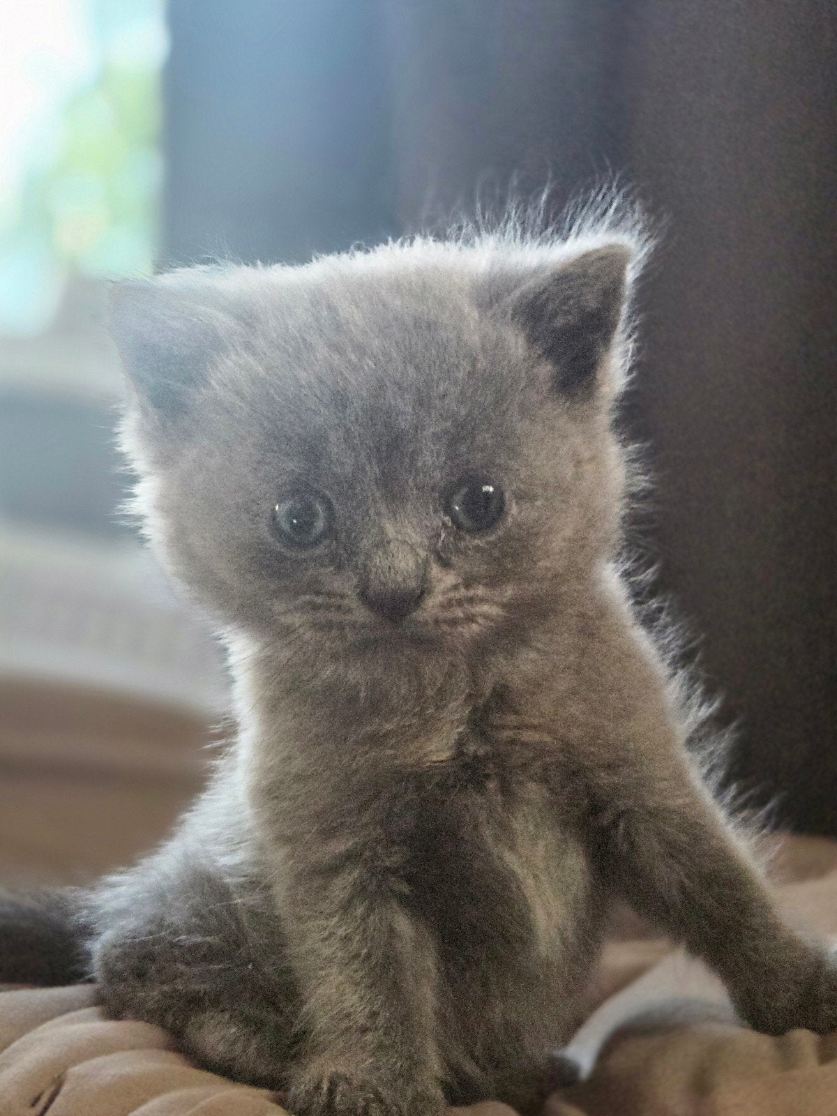Britse korthaar kittens, Meerdere dieren
