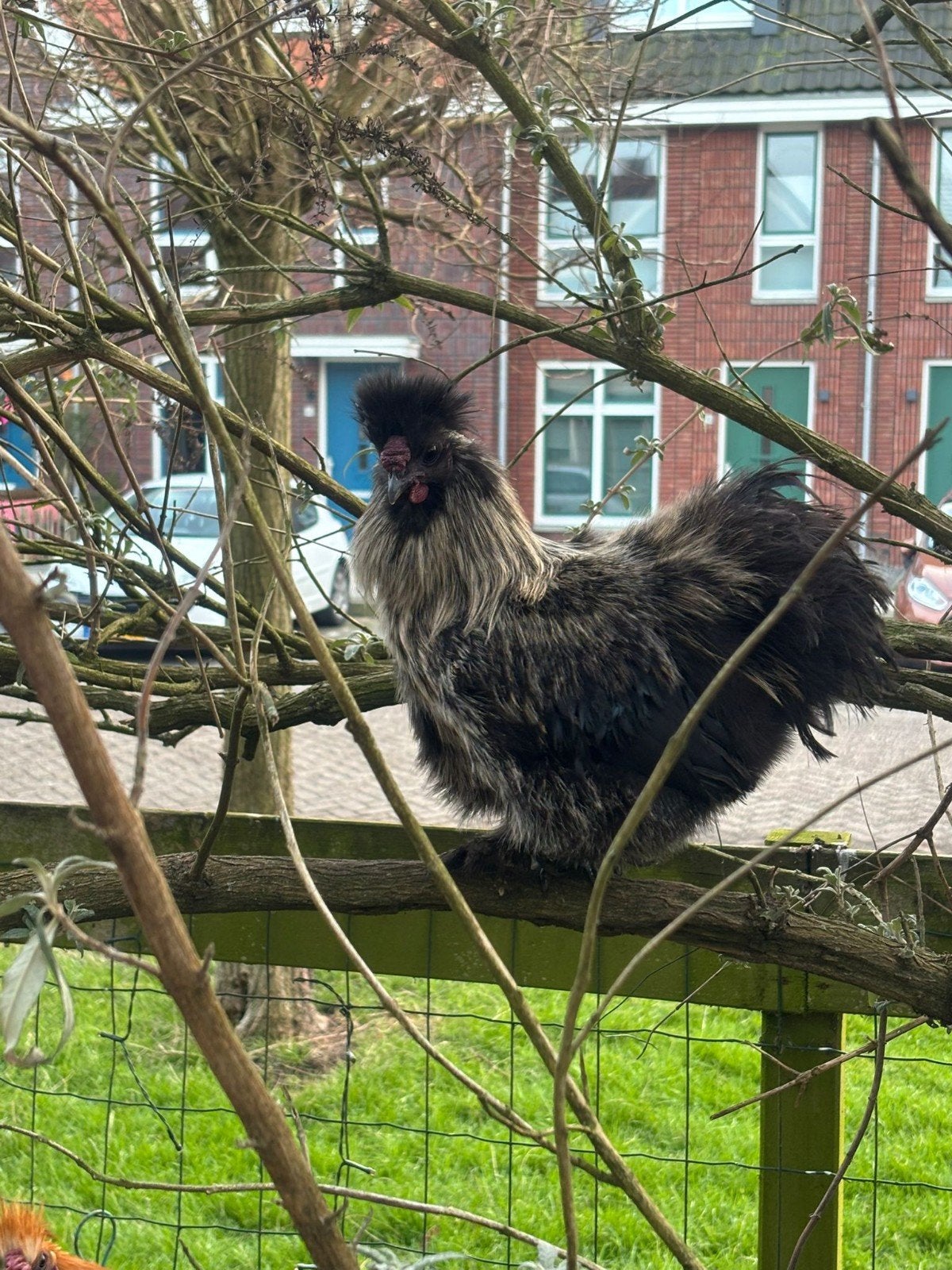 Zijdehoender, Meerdere dieren, Kip