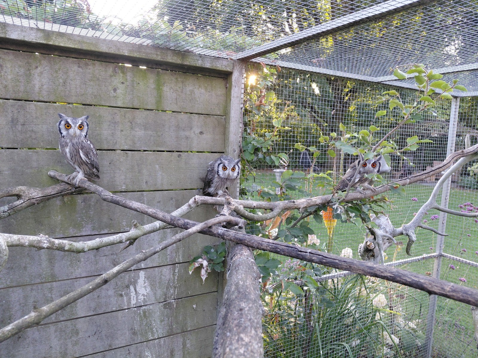 Otus Leucotis, Dieren en Toebehoren, Vogels | Overige Vogels, Vrouwelijk, Geringd