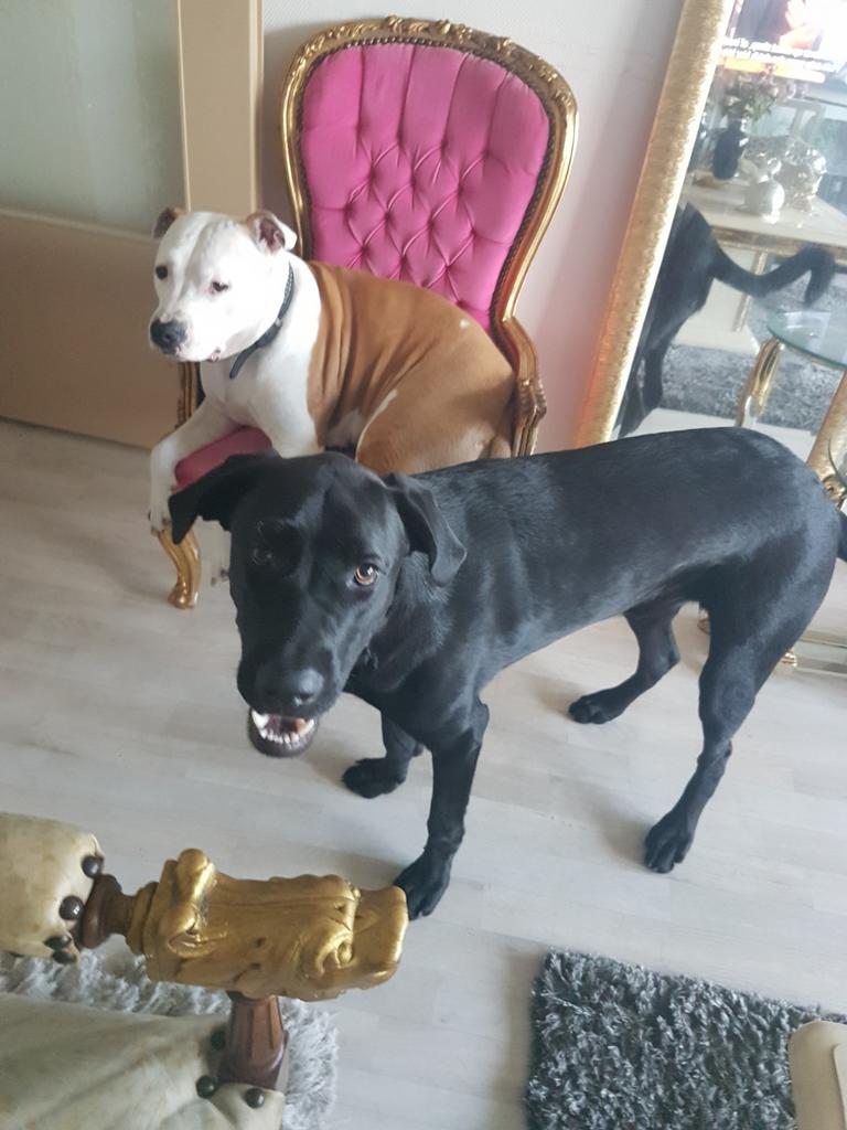 Cane Corso / Duitse herder, Reu, 1 tot 2 jaar, Eén hond, Herder