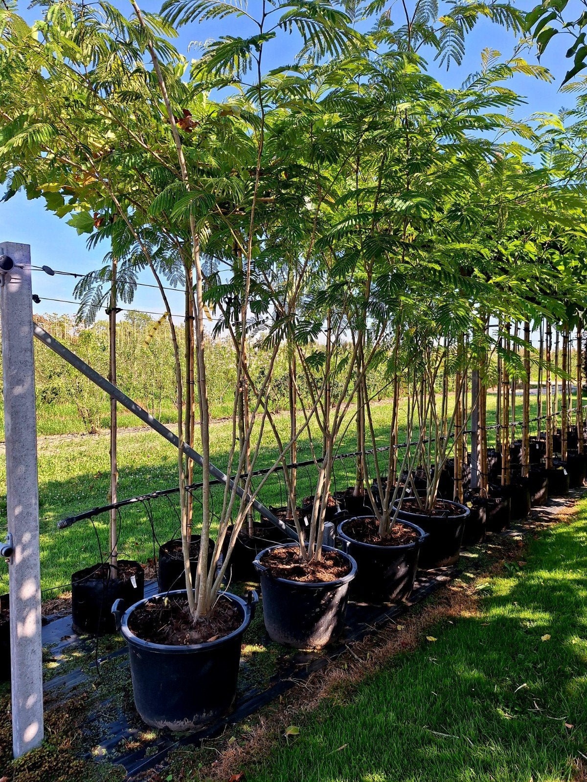 Albizia julibrissin meerstam 🍀🌺, Ophalen, Volle zon, Overige soorten