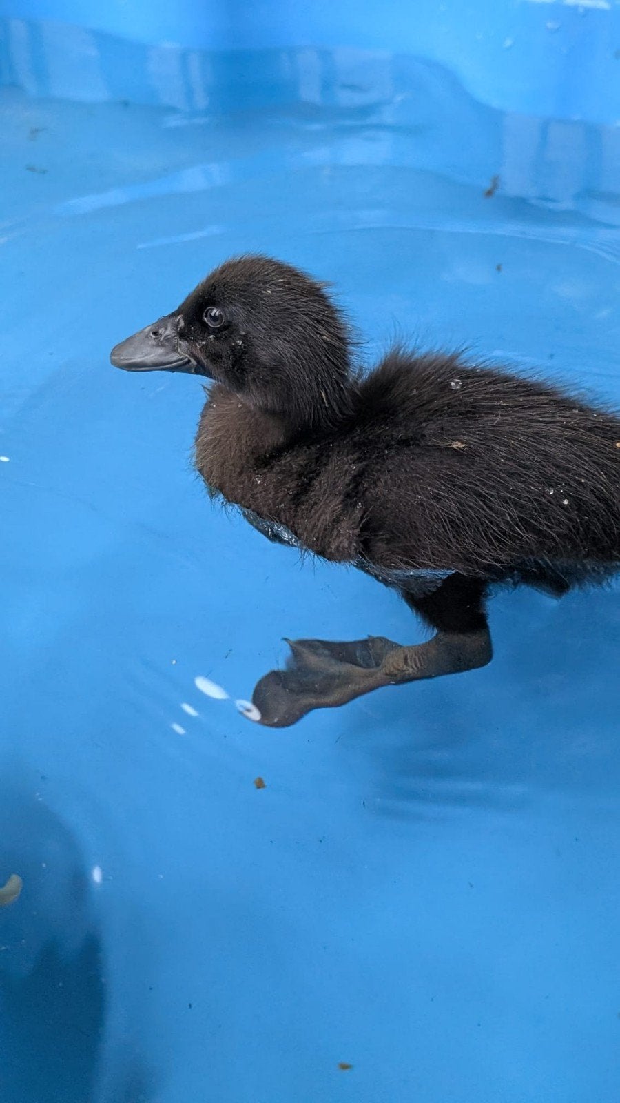 Supsr aanbieding 40 harlequin broedeieren, Dieren en Toebehoren, Pluimvee