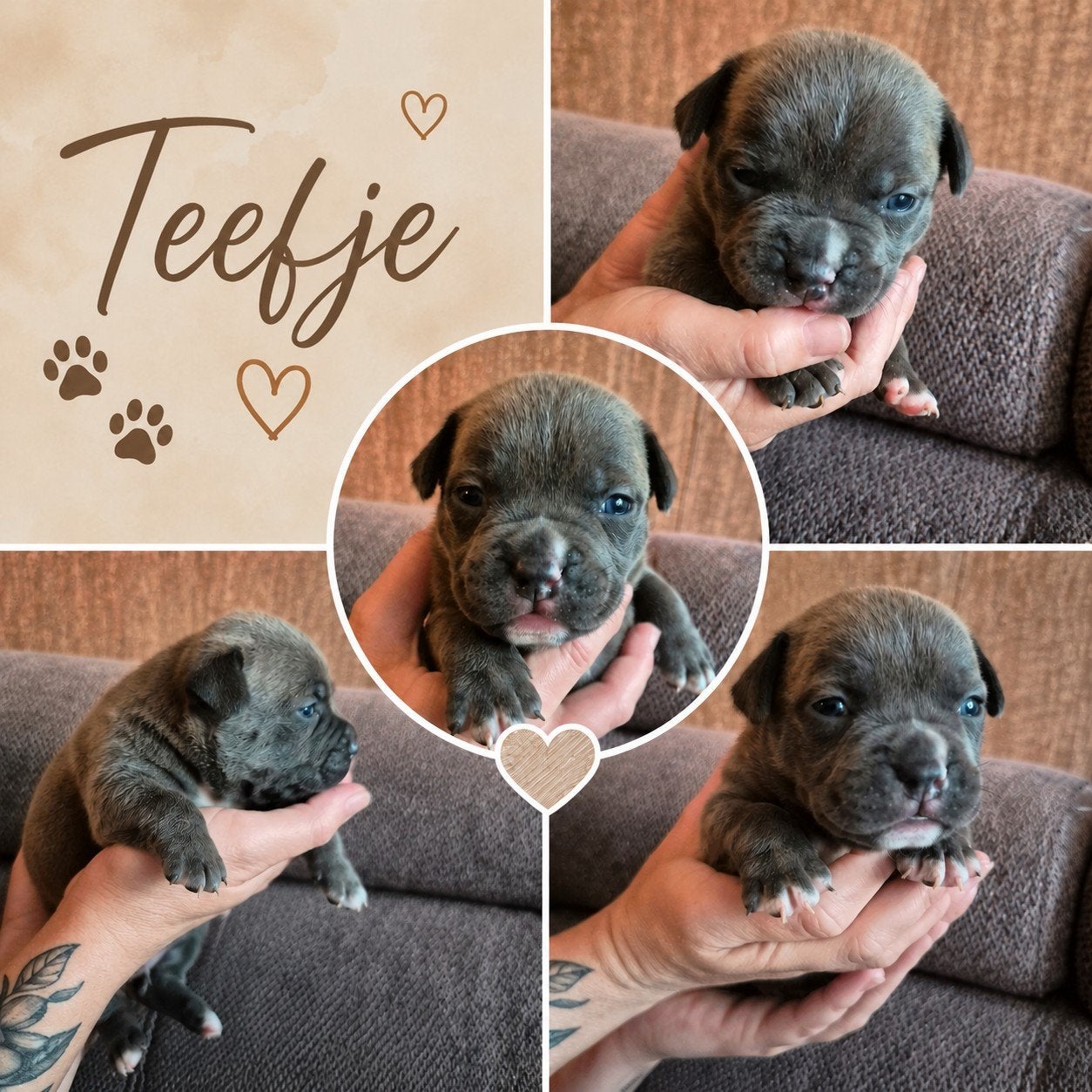 American bully pocket pups, Parvo, Overige rassen, 8 tot 15 weken, Meerdere
