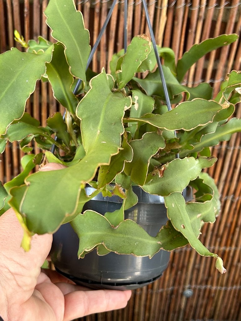 Krullende cactus -Epiphyllum guatemalense monstruosa, Ophalen of Verzenden, Minder dan 100 cm, Bloeiende kamerplant, Volle zon