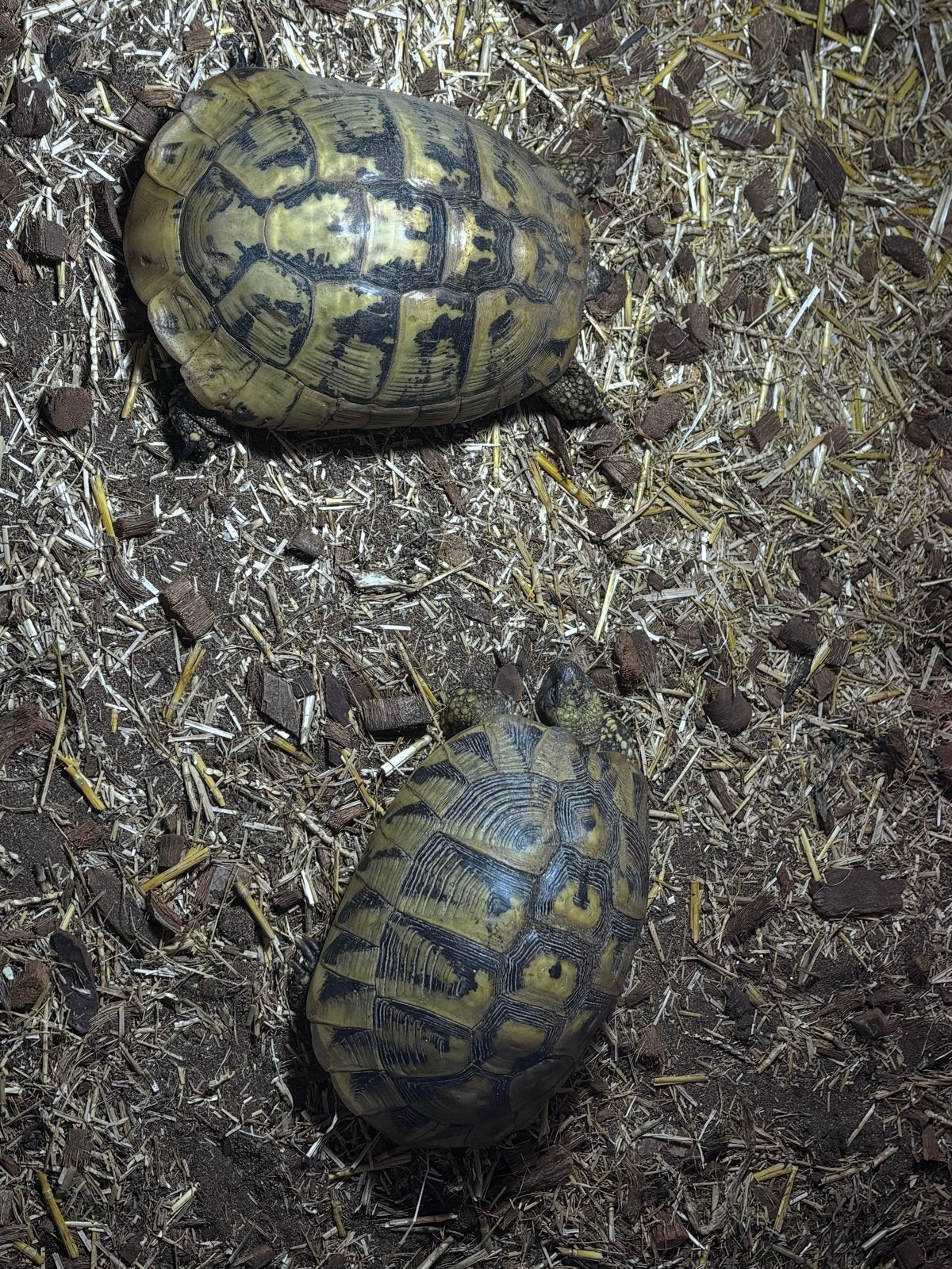 Trio Testudo hermanni 2 volwassen vrouwen 1man Tortoise - female for sale from Rico (terraquana)