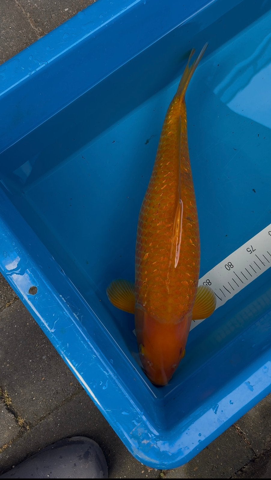 Japanse koi ginrin Karashigoi, Dieren en Toebehoren, Vissen | Vijvervissen, Karper of Koi