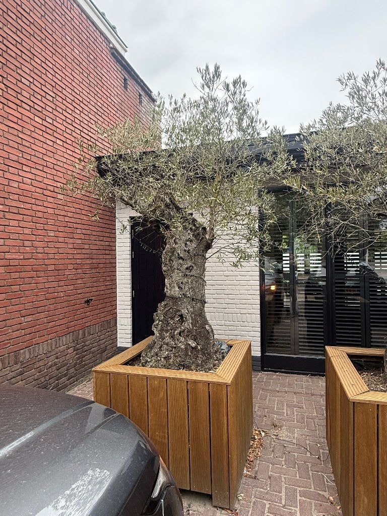 Olijfboom in hardhouten bak, Tuin en Terras, Planten | Bomen, Bloeit niet, 100 tot 250 cm, Olijfboom, Ophalen