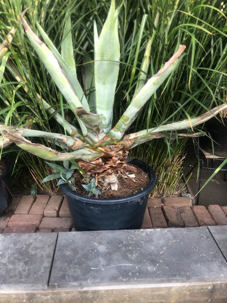 Agave, groot formaat, Volle zon, Vaste plant, Bloeit niet, Ophalen