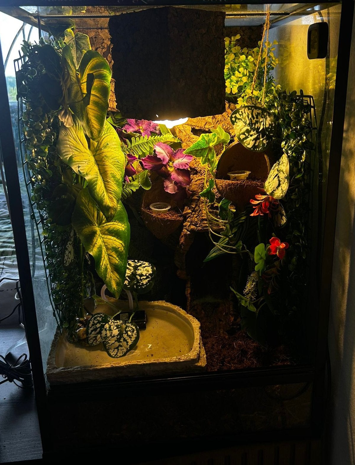 Wimpergekko koppel + terrarium en toebehoren, Dieren en Toebehoren, Hagedis, Met terrarium, 0 tot 2 jaar