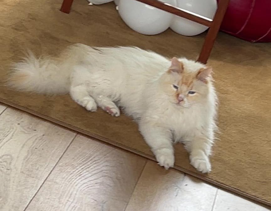 Vermist Ermelo, Kat