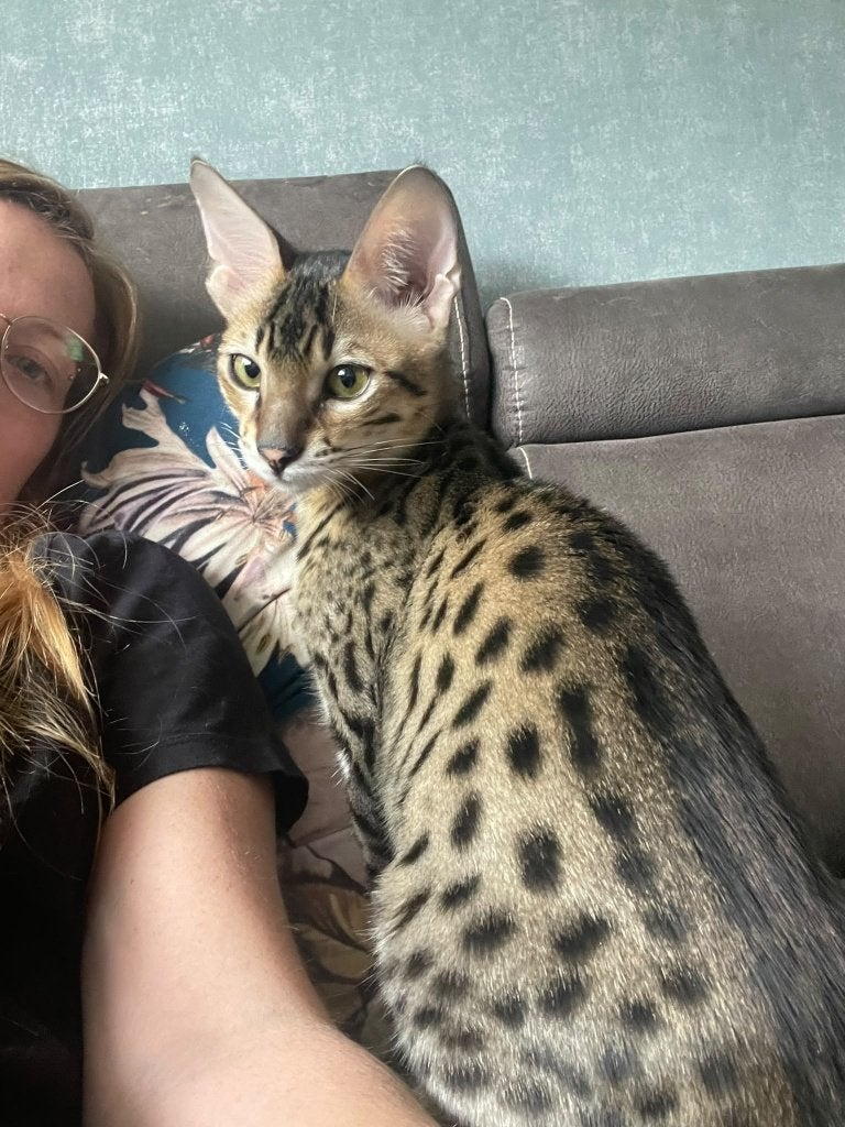 Savannah kittens, Dieren en Toebehoren, Meerdere dieren, Kortharig, 0 tot 2 jaar