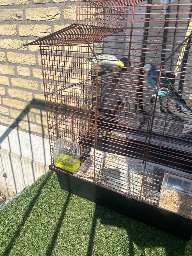 Parkieten, Dieren en Toebehoren, Vogels | Parkieten en Papegaaien, Meerdere dieren, Parkiet
